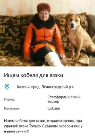 Ищем кобеля для вязки Калининград, Ленинградский Порода Стаффордширский терьер Категория Собаки Ищем кобеля для вязки, отдадим щенка, при удачной вязке.Только С рыжим окрасом как у нашей сучки!!!