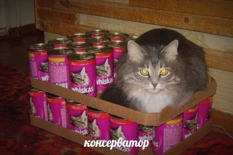 thisk консерватор