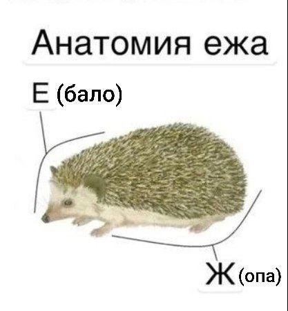 Анатомия ежа (бало) (ona)