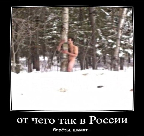 от чего так в России берёзы, шумят...