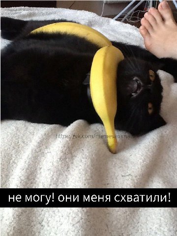 не могу! они меня схватили!