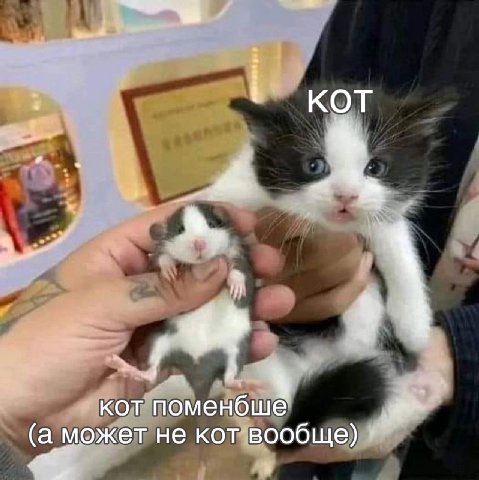 кот поменбше (а может не кот вообще)