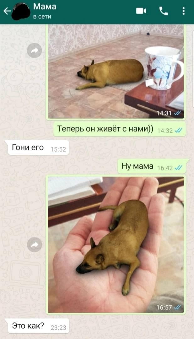 Мама a в сети у’ Теперь он живёт с нами)) 14.32. Гони его Ну мама 46-42 Это как? 23