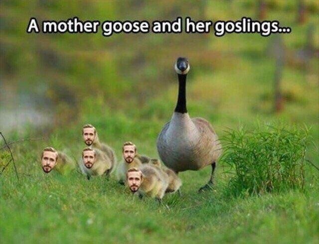 А mother goose and her goslings