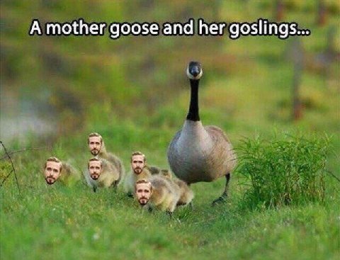 А mother goose and her goslings