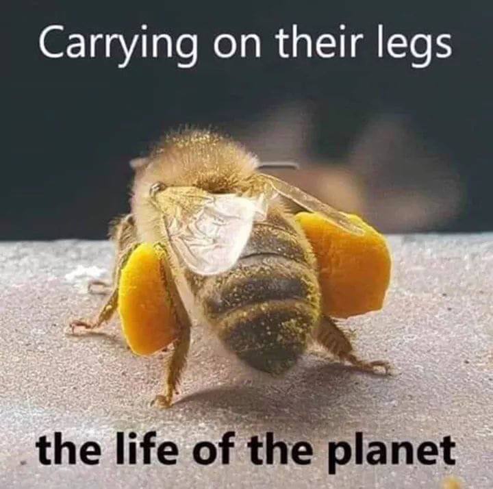 Carrying their legs life of the planet