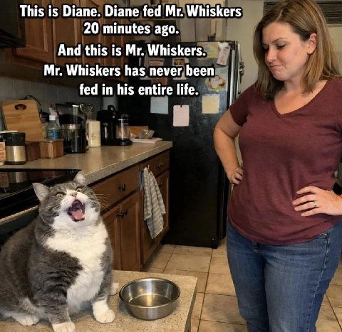This is Diane. Diane fed Whiskers 20 minutes ago. And this is Whiskers. У Whiskers has пемег Бееп fed in his entire life. a