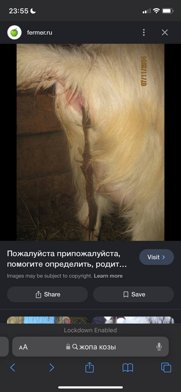 23:55 fermer.ru i i] A Пожалуйста припожалуйста, Visit помогите определить, родит... Images may be subject to copyright. Learn more Share Save Lockdown Enabled 8 С жопа козы an