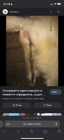 23:55 fermer.ru i i] A Пожалуйста припожалуйста, Visit помогите определить, родит... Images may be subject to copyright. Learn more Share Save Lockdown Enabled 8 С жопа козы an