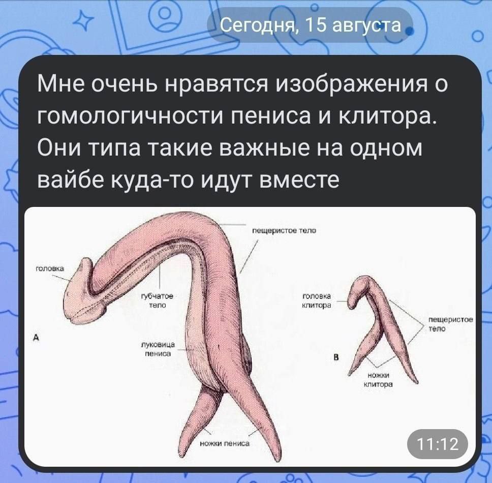уст Мне очень нравятся изображения гомологичности пениса и клитора. Они типа такие важные на одном вайбе куда-то идут вместе пещеристое Teno губчатое тело клитора головка пуковица пениса клитора пен! 