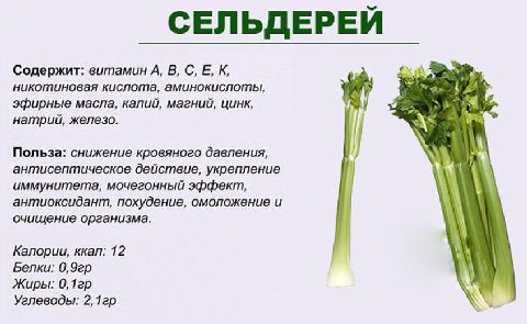 СЕЛЬДЕРЕЙ Содержит: витамин А, В, С, К, никотиновая кислота, аминокислоты, эфирные масла, калий, магний, цинк, 2% натрий, железо. у Польза: снижение кровяного давления, антисептическое действие, укреп