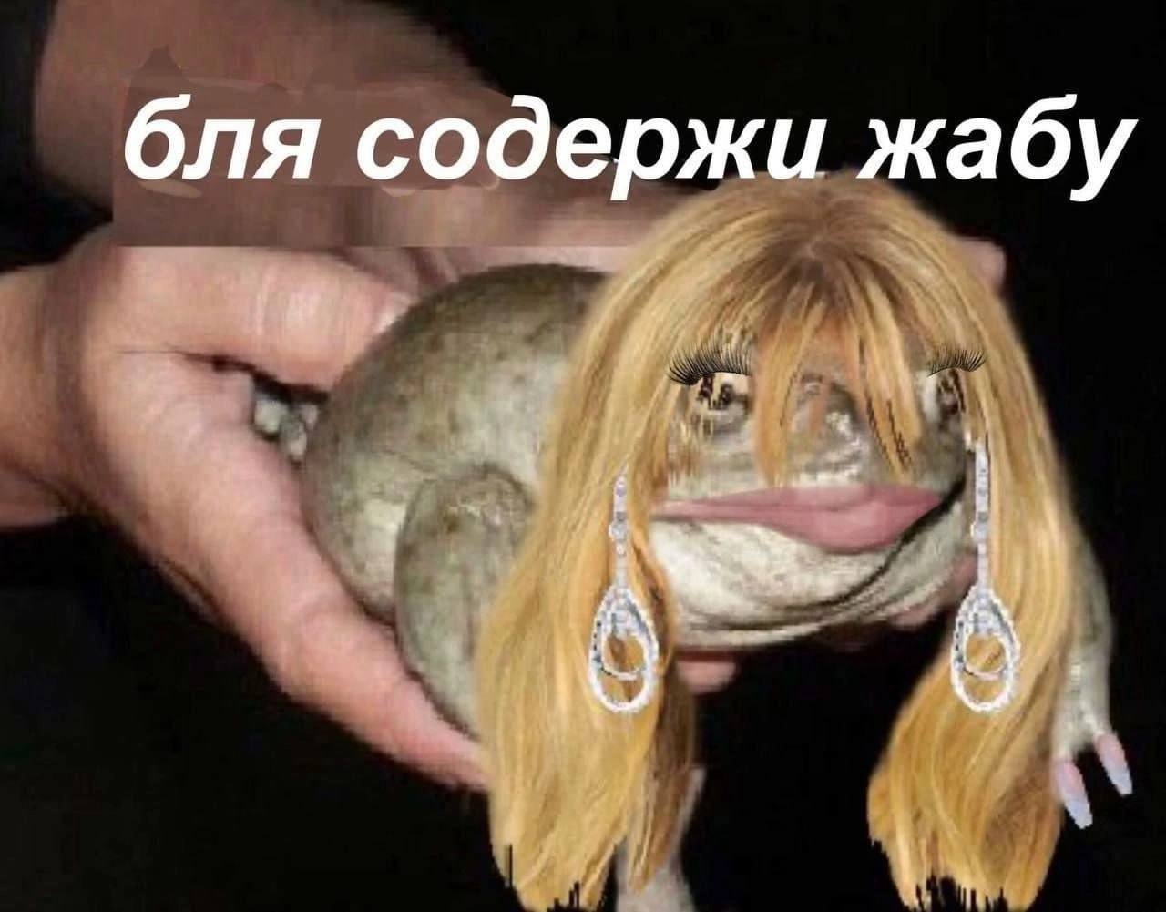 бля содержи жабу