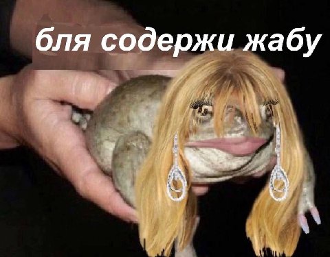 бля содержи жабу