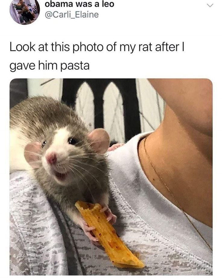 obama was а leo @Carli_Elaine Look at this photo of my rat after gave him pasta a, eer ATS Я 38 4