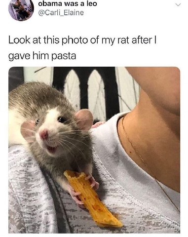 obama was а leo @Carli_Elaine Look at this photo of my rat after gave him pasta a, eer ATS Я 38 4