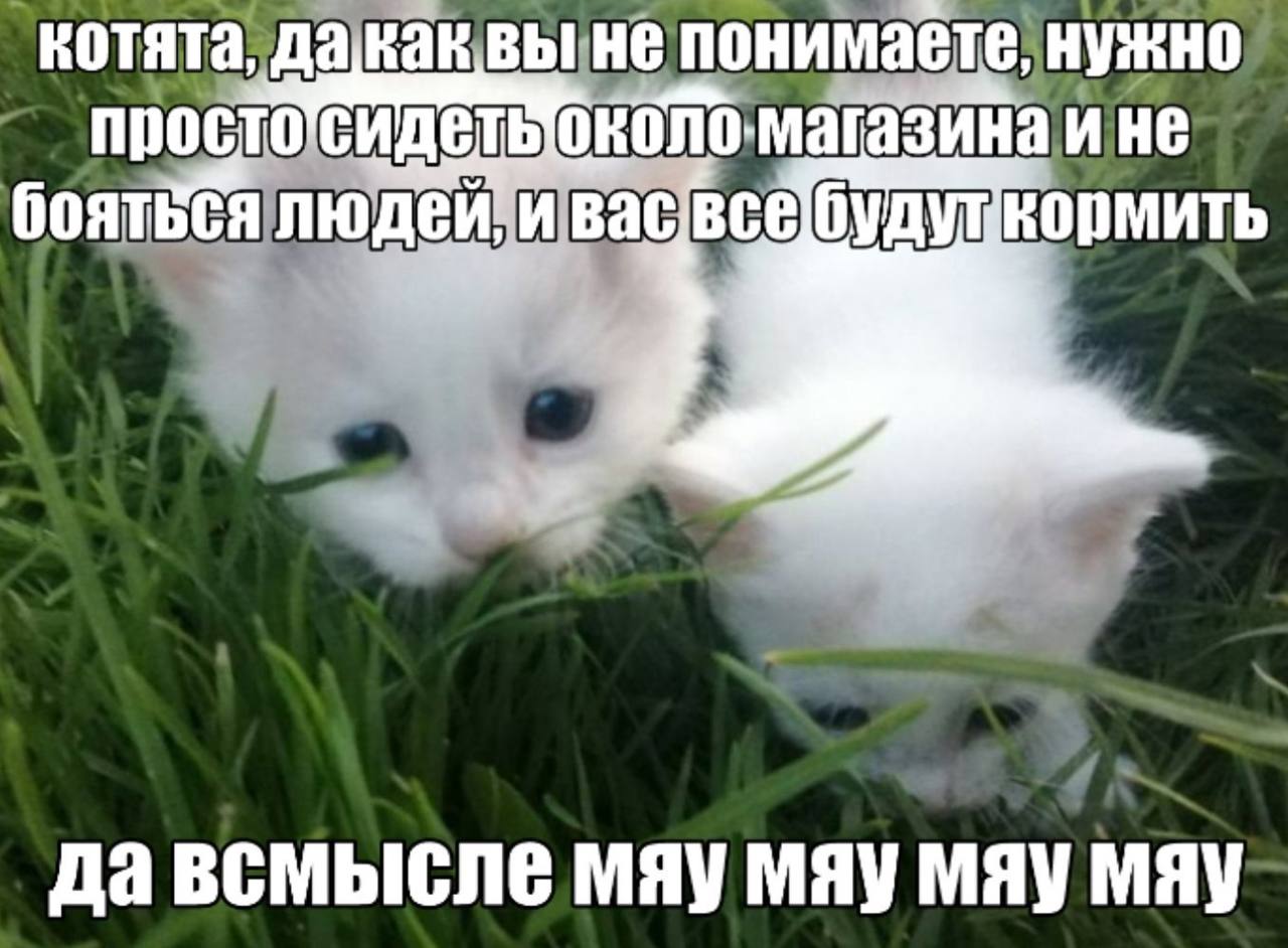 котята, дакаквы HE понимаете, нужно ине и васвс@будукормить мяу мяу мяу мяу