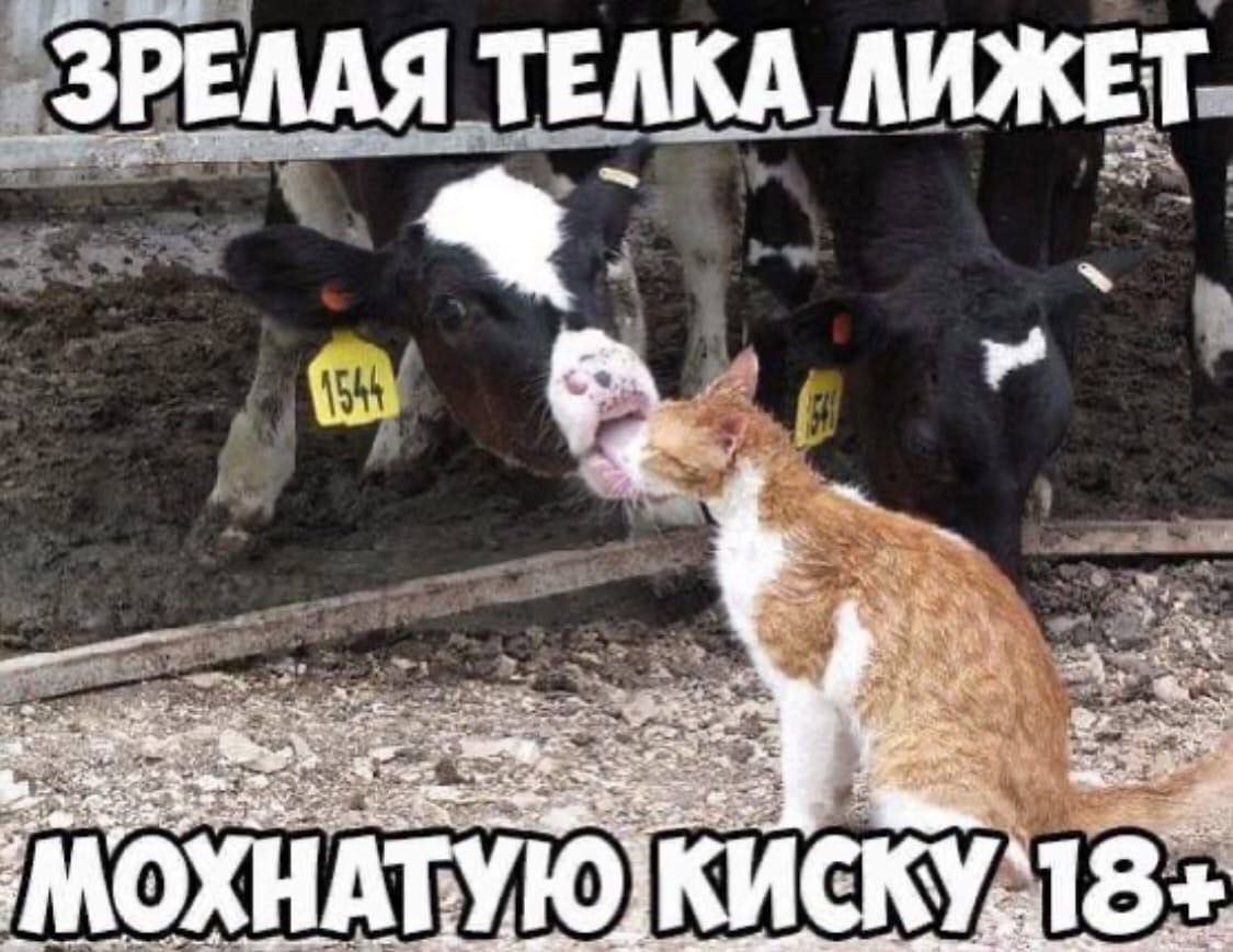 ЗРЕЛАЯ ТЕЛКА ЛИЖЕТ 14% -в 2 wie 'МОХН НАТУК 18