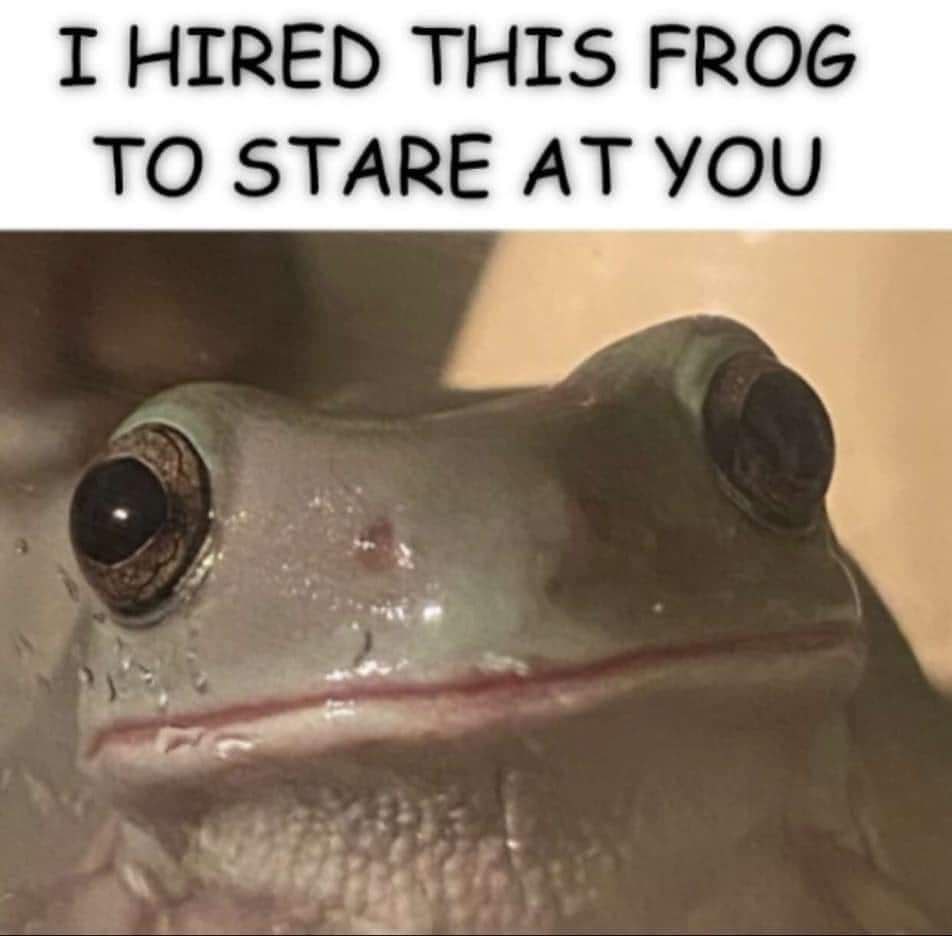 I HIRED THIS FROG TO STARE AT YOU