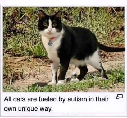 TAs А: All cats are fueled autism in their own unique way.