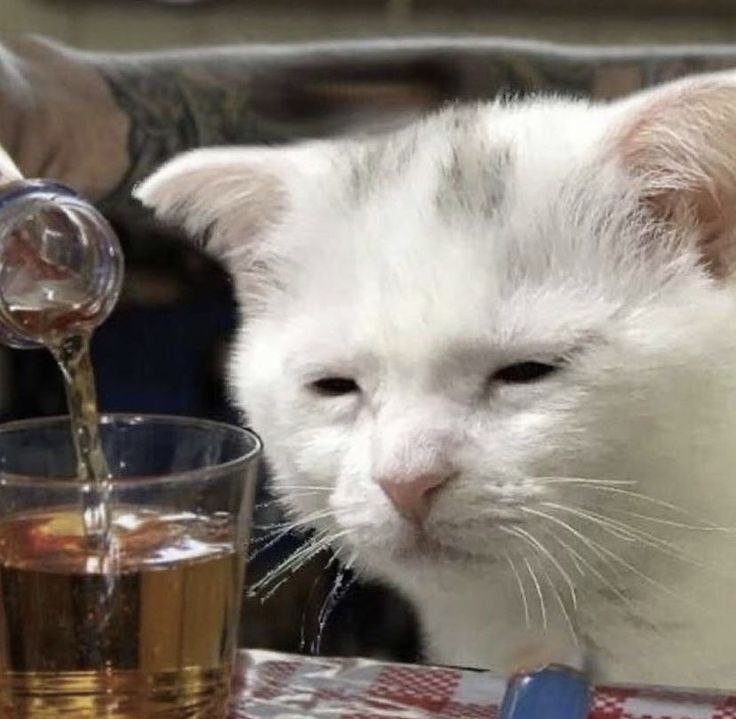 ща ща