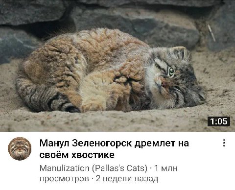 4 1:05 Манул Зеленогорск дремлет своём хвостике Manulization (Pallas's Cats) 1 млн просмотров 2 недели назад