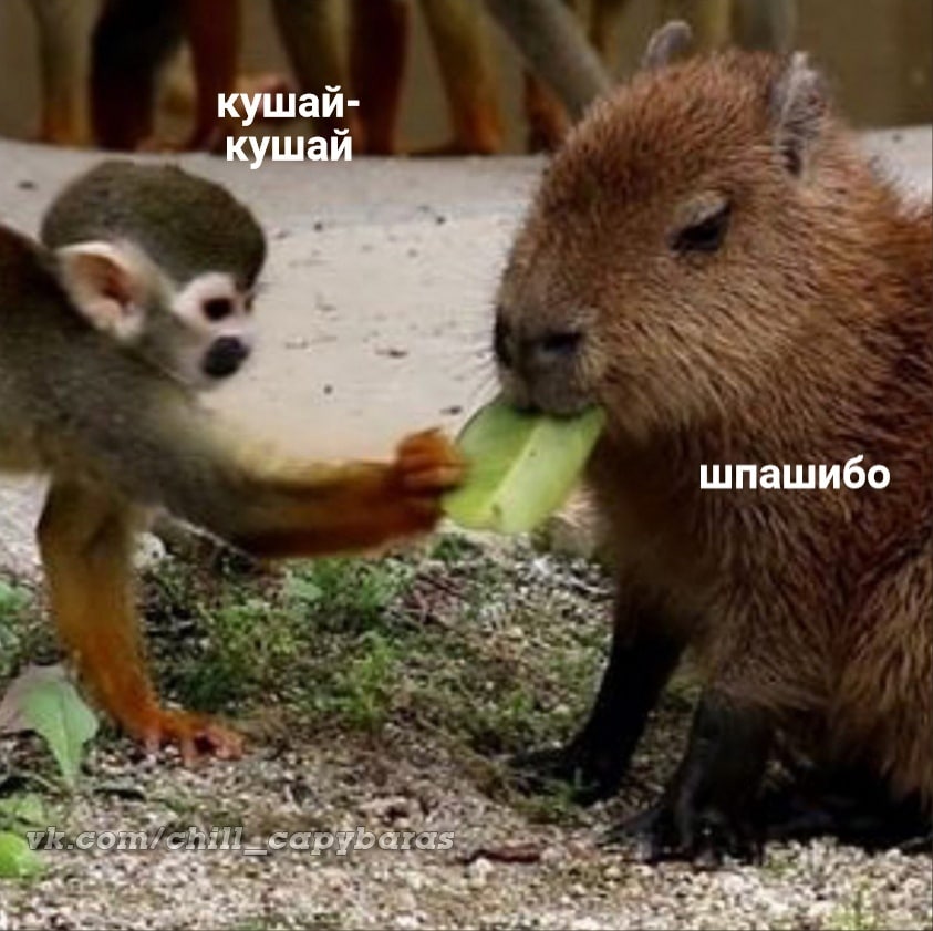 кушай- кушай шпашибо 4. я a