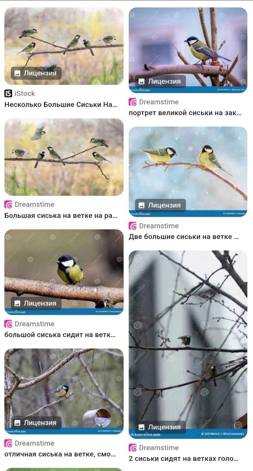 Лицензия Лицензия iStock Несколько Большие Сиськи (С Dreamstime портрет великои сиськи на зак 4 Dreamstime Лицензия Большая сиська на ветке Dreamstime Две большие сиськи на ветке Лицензия Dreamstime б