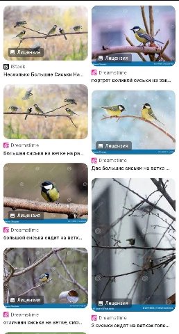 Лицензия Лицензия iStock Несколько Большие Сиськи (С Dreamstime портрет великои сиськи на зак 4 Dreamstime Лицензия Большая сиська на ветке Dreamstime Две большие сиськи на ветке Лицензия Dreamstime б
