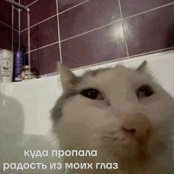 куда пропала радость из моих глаз