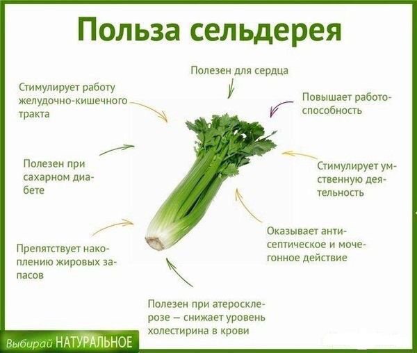Польза сельдерея Полезен для сердца Стимулирует работу Повышает работо- желудочно-кишечного тракта способность Полезен при Стимулирует сахарном диа- ственную дея- бете тельность Оказывает анти- септич