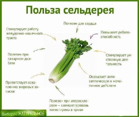 Польза сельдерея Полезен для сердца Стимулирует работу Повышает работо- желудочно-кишечного тракта способность Полезен при Стимулирует сахарном диа- ственную дея- бете тельность Оказывает анти- септич