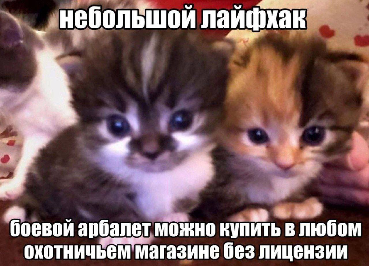 небольшой лаифкак 7 боевой арбалет можно купить в любом охотничьем магазине без лицензии