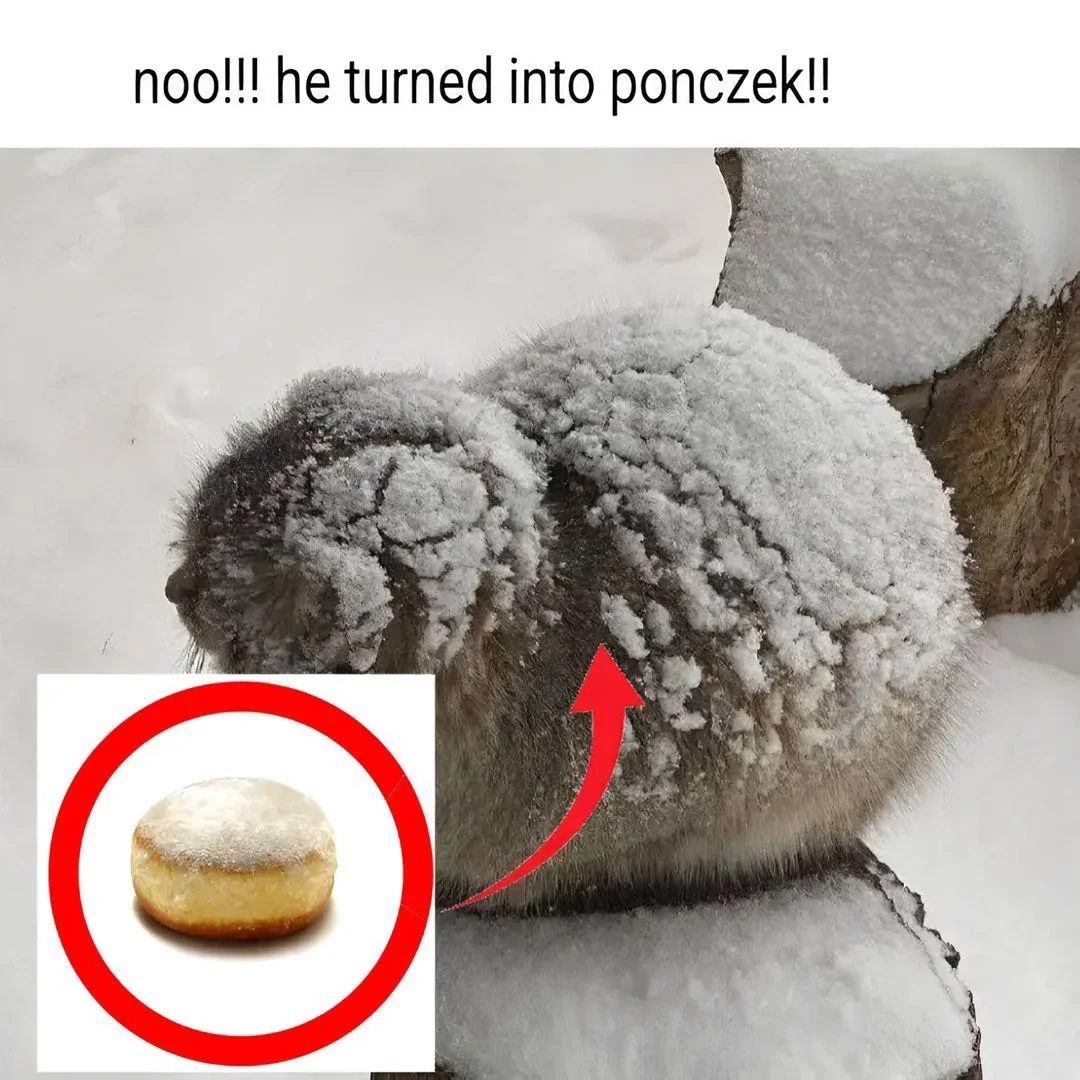 noo!!! he turned into ропстек!!