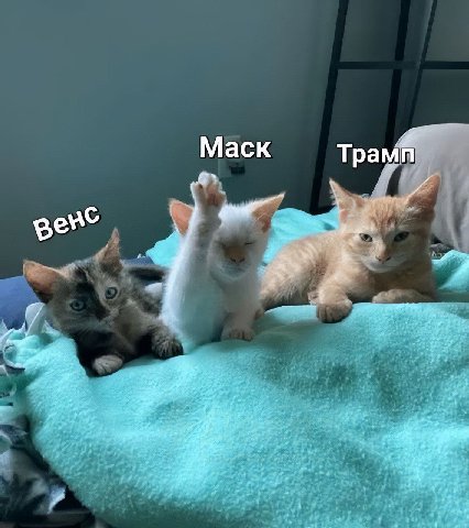 Маск Трамп gere