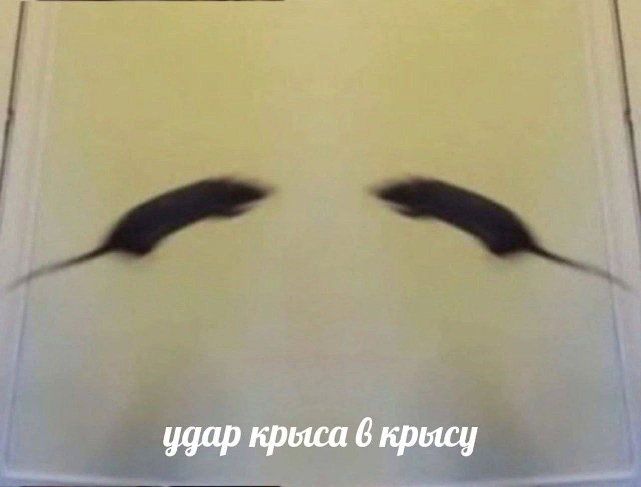 удар крыса 6 крысу