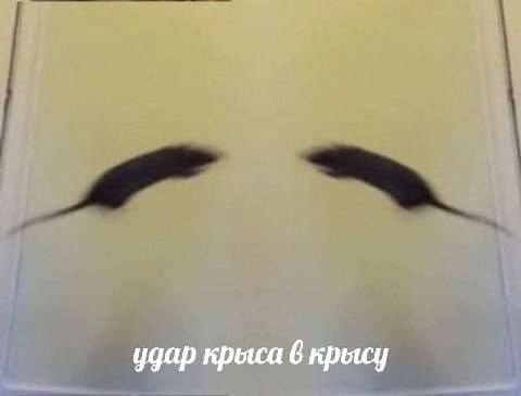 удар крыса 6 крысу