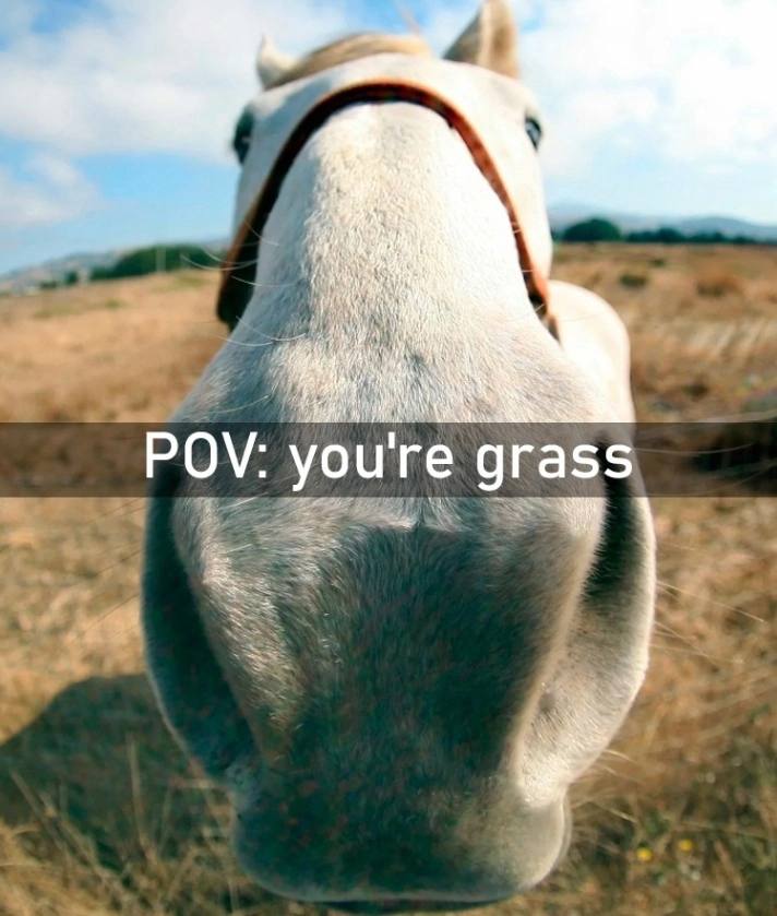 1 POV: you grass