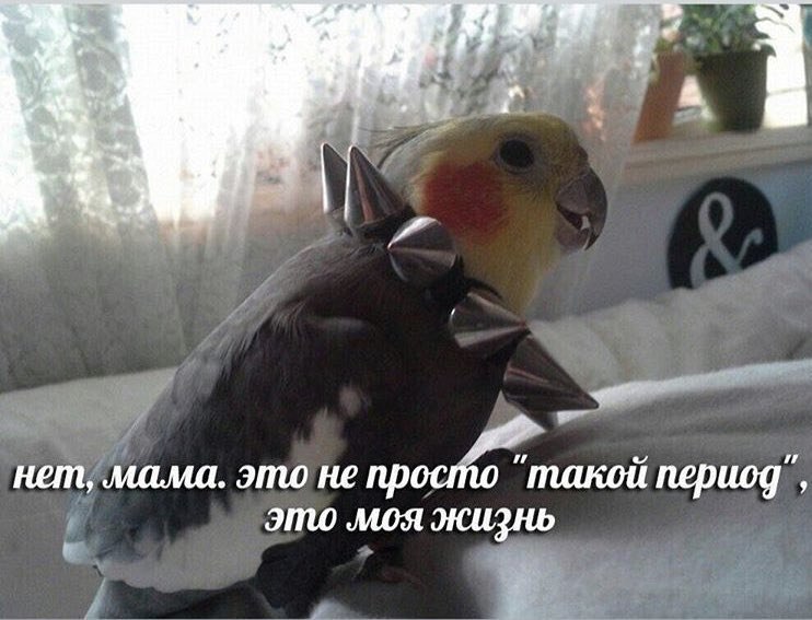 2 of в в a и нет, мама. это не просто "такой период’, это моя жизнь