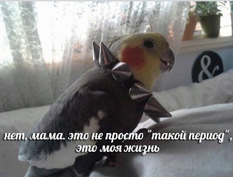 2 of в в a и нет, мама. это не просто "такой период’, это моя жизнь
