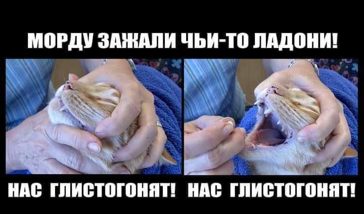 МОРДУ ЗАЖАЛИ ЧЬИ-ТО ЛАДОНИ! НАС ГЛИСТОГОНЯТ! НАС ГЛИСТОГОНЯТ!