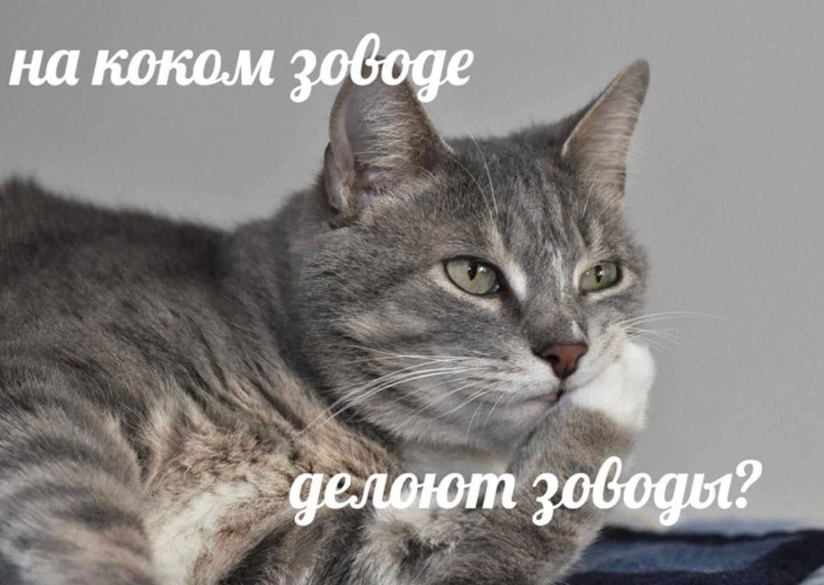 на коком делоют зободы я.