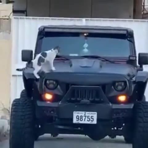 мем