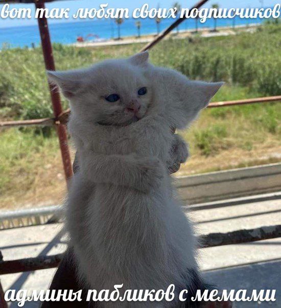 падликов с мемами