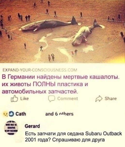 A 2 EXPAND-YOUR-CON В Германии найдены мертвые кашалоты. животы ПОЛНЫ пластика и автомобильных запчастей. Like Comment Share Cath and 6 others Gerard Есть запчати для седана Subaru Outback 2001 года? 