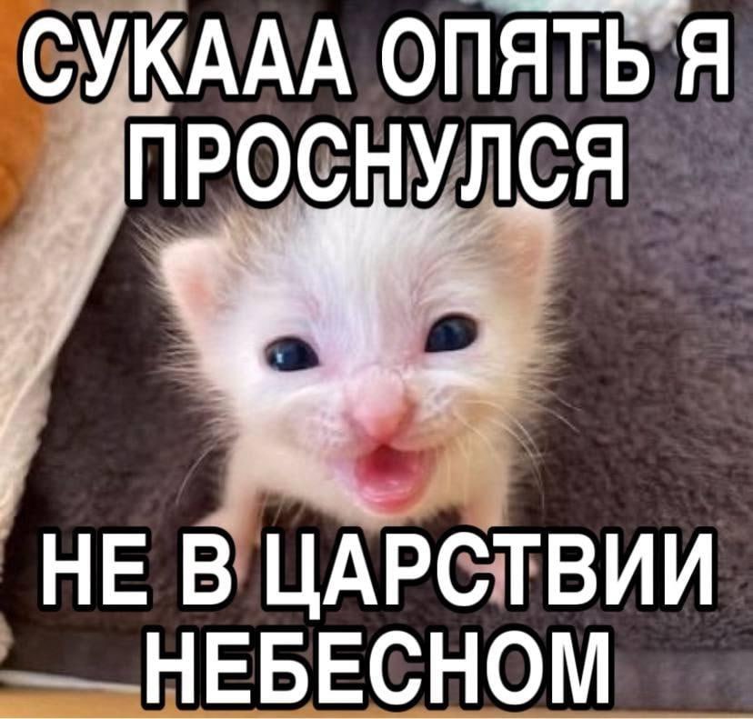 СУКААА ОПЯТЬ Я ‚ПРОСНУЛСЯ _НЕ В ЦАРСТВИИ НЕБЕСНОМ