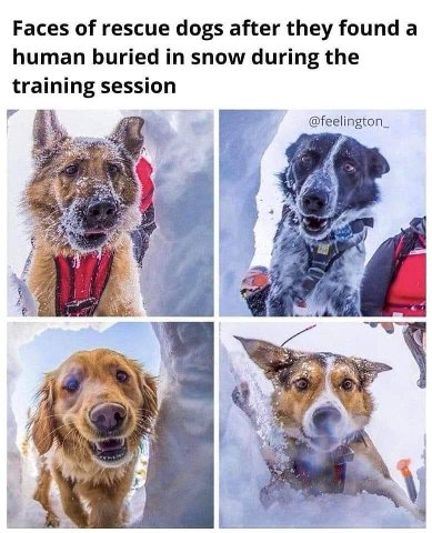 Faces of rescue dogs after they found а human buried in snow during the training session @feelington_ A 5,