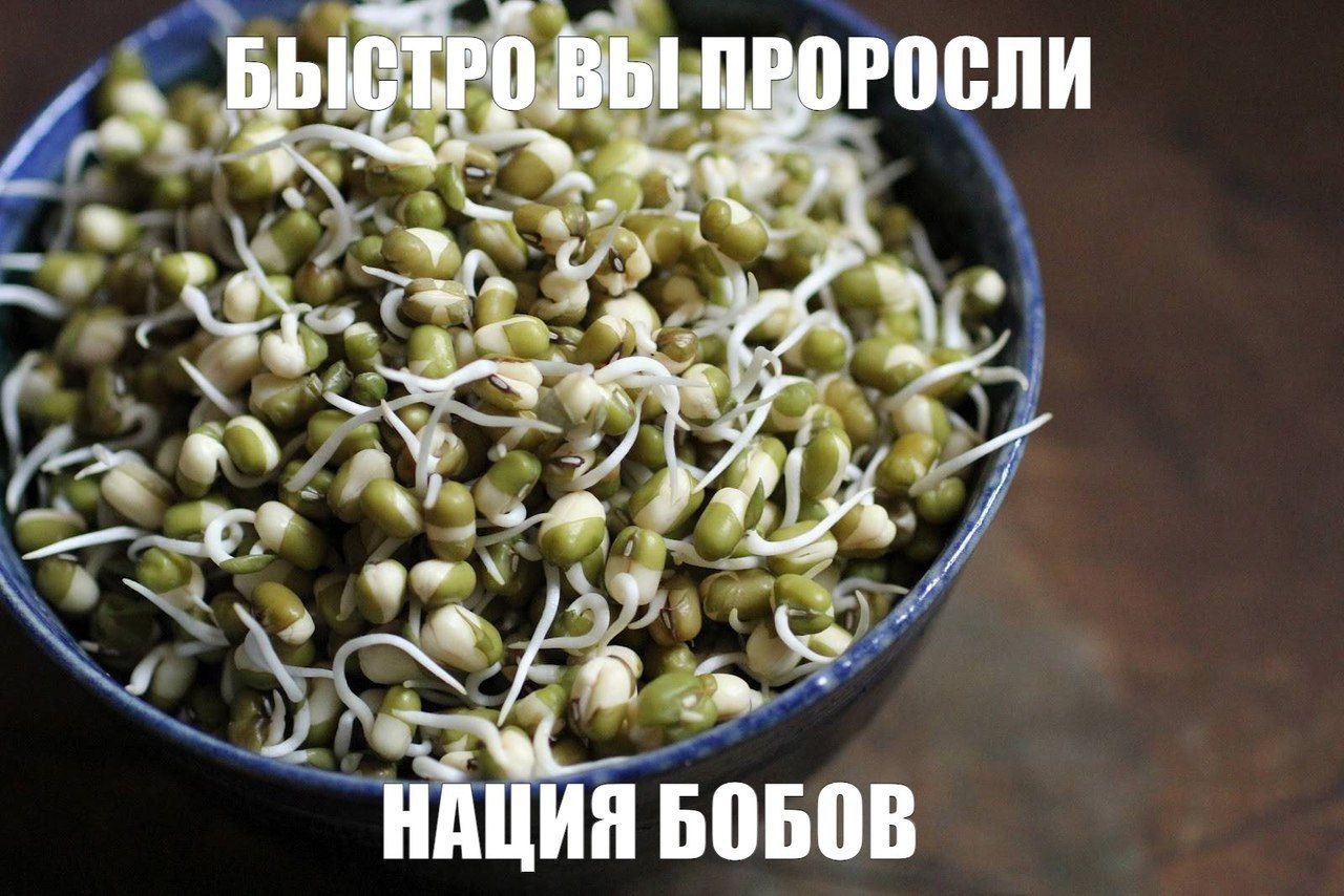 БЫСТРО ВЫ ПРОРОСЛИ a С. A ype НАЦИЯ БОБОВ