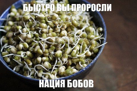 БЫСТРО ВЫ ПРОРОСЛИ a С. A ype НАЦИЯ БОБОВ