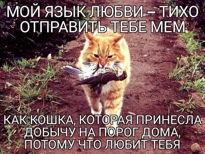 МОЙ ЯЗЫК ЛЮБВИ. ТИХО ОТПРАВИТЬТЕБЕ МЕМ. КАК КОШКА, КОТОВАЯ ПРИНЕСЛА ДОБЫЧУ ДОМА, ПОТОМУ ЧТО ЛЮБИТ ТЕБЯ
