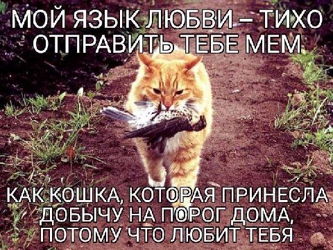 МОЙ ЯЗЫК ЛЮБВИ. ТИХО ОТПРАВИТЬТЕБЕ МЕМ. КАК КОШКА, КОТОВАЯ ПРИНЕСЛА ДОБЫЧУ ДОМА, ПОТОМУ ЧТО ЛЮБИТ ТЕБЯ